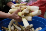 Săn 'lộc rừng' măng đắng ở núi Pù Rinh