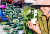 Đã tìm ra loại trái cây có nhiều tên nhất Việt Nam: Phải buộc dây mới giữ được hình, ruột bở như khoai