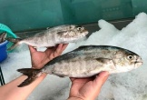 Loài cá nghe tên 