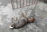 Người đàn ông tử vong nghi do bệnh dại sau khi bị chó nhà cắn