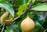 Đắt hơn sầu riêng, Việt Nam trồng được một loại ‘sản vật’ đắt đỏ thứ 3 thế giới: Giá gần 8.000 USD/tấn, ít nhất 3 năm mới cho thu hoạch