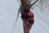 Thót tim 2 mẹ con bị gió cuốn, treo lơ lửng trên ngọn dừa khi chơi dù bay