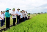 Chủ tịch UBND tỉnh Võ Trọng Hải kiểm tra sản xuất vụ Hè Thu và công tác phòng cháy chữa cháy rừng