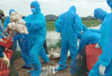 Nghệ An ban hành công điện khẩn tập trung phòng, chống dịch cúm gia cầm