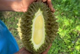 Giá sầu riêng lao dốc, chủ vườn 'khóc ròng'