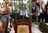 Củ sâm Ngọc Linh 9 lạng giá 725 triệu đồng