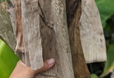 Loại lá rụng đầy vườn ở Việt Nam, 